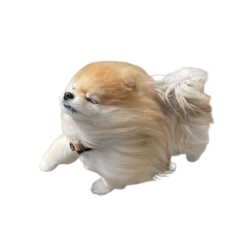 Sojiro - The Dog Wif Motion